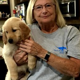 Golden Retriever Puppies from Sims Golden Retrievers