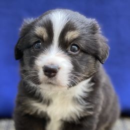 Miniature Australian Shepherd Puppies from Water's Edge Aussies