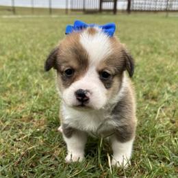 ANYA AKC - Sable female Pembroke Welsh Corgi puppy in Hinton, Oklahoma from Green Cloud Ranch