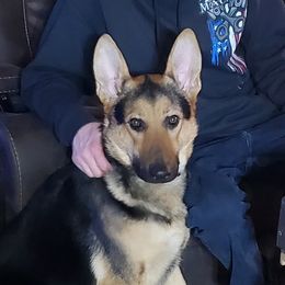 Rylie - German Shepherd
