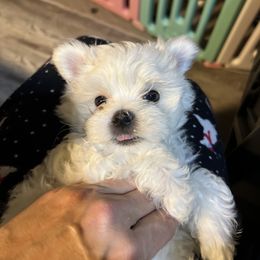 "Kai" Maltese Puppies from Genice’s Small Wonders