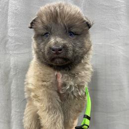 Boy 1 Little lover boy. - Blue male German Shepherd puppy in Pelham, North Carolina from P & P Shepherds
