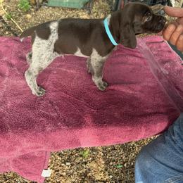 German Shorthaired Pointer Puppies from Black vermillion pointers