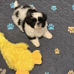 Winnie - Black and white female Shih Tzu puppy in Galveston, Texas from 🌗 New Moon Shih Tzu 🌗