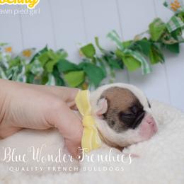 Strawberry - Fawn and white female French Bulldog puppy in Loxahatchee, Florida from Blue Wonder Frenchies