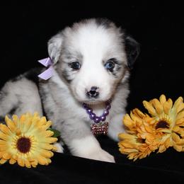 Australian Shepherd and Miniature Schnauzer Puppies from RM Aussies and Miniature Schnauzers