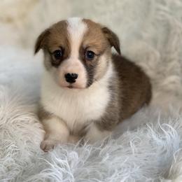 Boy 2 - Red male Pembroke Welsh Corgi puppy in Morton, Mississippi from Southern Magnolia Corgis