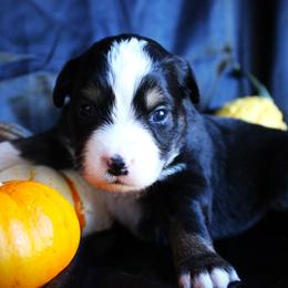 Izzy - Black tri female Miniature Australian Shepherd puppy in Ixonia, Wisconsin from Hunt N Oaks