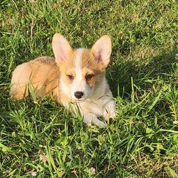 Tripp - Red male American Corgi puppy in Dunbar, Nebraska from Vintage Corgis