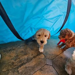 Mullet - Cream male Goldendoodle puppy in Flat Rock, North Carolina from Sukisdoodles