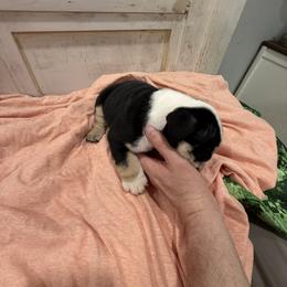 Bulldog Puppies from Bulldog's 4 Brothers