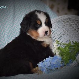 Bernese Mountain Dog Puppies from Brookwood Bernese Mountain Dogs