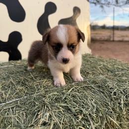 Jolene - Red female Pembroke Welsh Corgi puppy in Tucson, Arizona from Soqui Ortiz Cattle Ranch