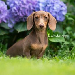Merci - Dachshund