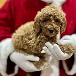 Lucy - Purple Female - Red  female Goldendoodle puppy in Gilbert, Arizona from Azbernedoodlepuppies