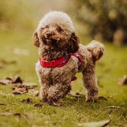 Poodles from Roxana's Poodles
