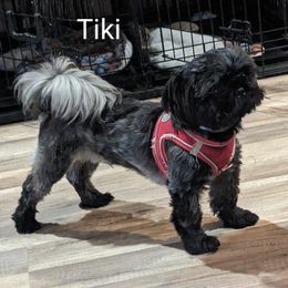 TIKKI - Shih Tzu