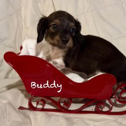 Dachshund Puppies from Mobile Mini Dachshunds