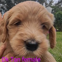 Goldendoodle Puppies from Bee At Ease Farm & Kennel
