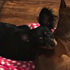 Miniature Pinschers and Russian Toys from Fede Miniature Pinschers & Russian Toys