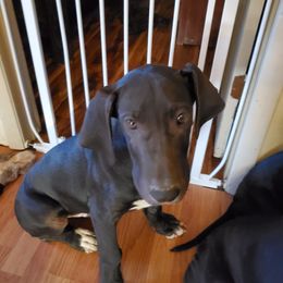 Great Dane Puppies from Trisha Self's Great Danes