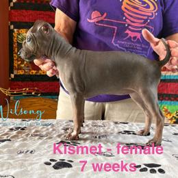 Kismet - Black tan and white female American Hairless Terrier puppy in Smith Center, Kansas from Wilsong Kennel