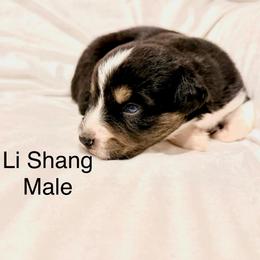 Li Shang - Black tri-color male Australian Shepherd puppy in Vernal, Utah from Dancing M Kennels
