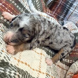 Girl 4 - female Bernedoodle puppy in Grandview, Texas from Big Sky Bernedoodles
