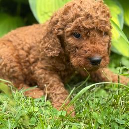 Red Paws - Apricot male Goldendoodle puppy in Rush, New York from Care Bear Puppies