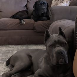 Cane Corso puppies from Earth and Ship Cane Corso