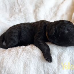 Girl 2 - Black Bernedoodle puppy in Shell Lake, Wisconsin from KC Acres