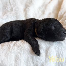 Girl 2 - Black Bernedoodle puppy in Shell Lake, Wisconsin from KC Acres