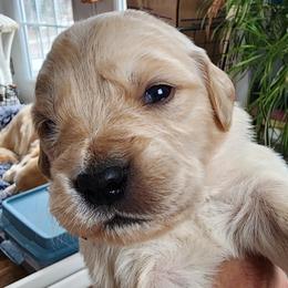 Mr. Red - Golden male Golden Retriever puppy in Phoenix, Maryland from Tamarind Goldens