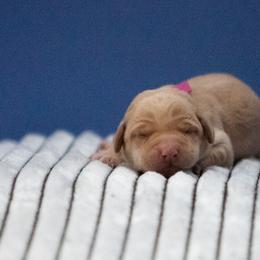 Labrador Retriever Puppies from Sun Ridge Labradors