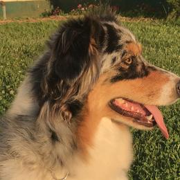Aussiedoodles, Australian Shepherds, and Poodles from Debbies Aussies NWA/Debbies Doodles NWA
