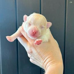 Boy 1 - Cream parti male Pomeranian puppy in Stroud, Oklahoma from Laik’s Little Shihtz & Poms