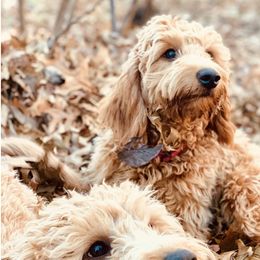 Goldendoodles from Simply Goldendoodles
