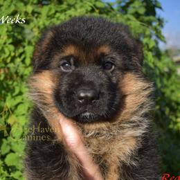 Red - Black and red male German Shepherd puppy in Orlando, Florida from AceHaven Canines