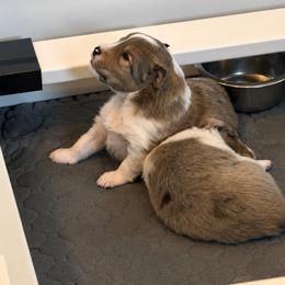 Koda - White and sable merle male Shetland Sheepdog puppy in Warren, Texas from Willow&Wren Shetland Sheepdogs