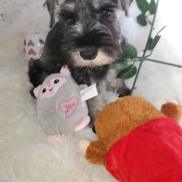 Miniature Schnauzer Puppies from 406mt schnauzers
