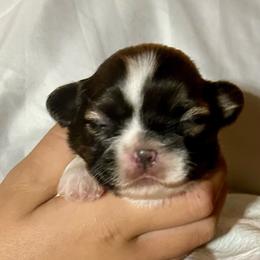Kenzie - Tricolor female Shih Tzu puppy in Skipperville, Alabama from Nay Nay’s Babies
