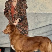 Nova Scotia Duck Tolling Retrievers from KD's Kennels