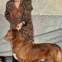 Nova Scotia Duck Tolling Retrievers from KD's Kennels