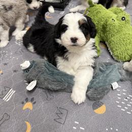 Corduroy - Black tri-color male Aussiedoodle puppy in Heber City, Utah from Junipersdoodles