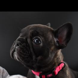 Miss Schnapps - Brindle female French Bulldog puppy in Vancouver, Washington from Leash Candy Frenchies