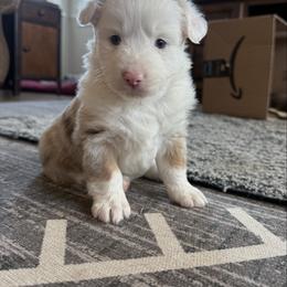 Red Merle Female - Red merle female Miniature American Shepherd puppy in Elmore City, Oklahoma from Rikashay Kennels