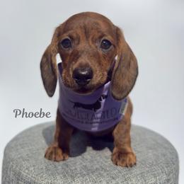 Phoebe - Brindle female Dachshund puppy in Royse City, Texas from Truehearted Miniature Dachshunds