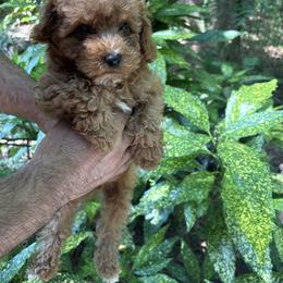 Pekingese, Poodle, and Shih Tzu Puppies from Happy puppies
