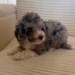 Stella - Blue merle female Bernedoodle puppy in Payson, Utah from Country Sky Doodles
