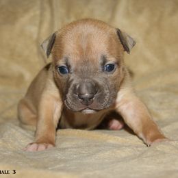 American Staffordshire Terrier Puppies from Emerald Creek Kennel